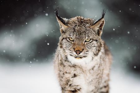 Der Eurasische Luchs (Lynx lynx)