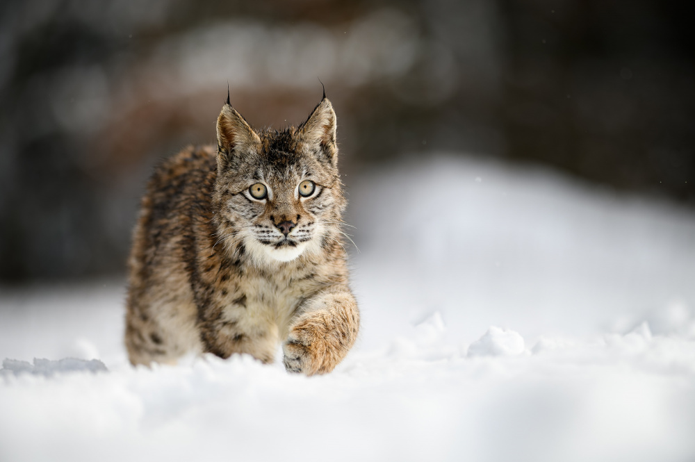 Eurasischer Luchs (Lynx lynx) von Jan Rozehnal
