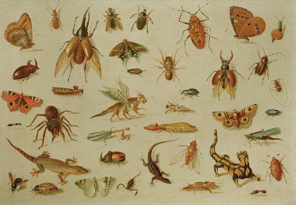 Insekten und Reptilien um 1660