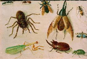 Insekten 1660