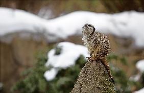 Erdmännchen sucht nach der Sonne