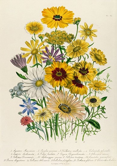 Daisies, plate 31 from ''The Ladies'' Flower Garden'', published 1842 von Jane Loudon