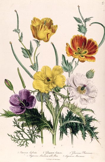 Poppies and Anemones, plate 5 from ''The Ladies'' Flower Garden'', published 1842 von Jane Loudon