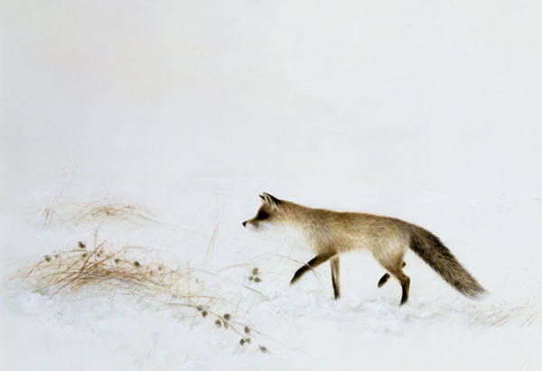 Fox in Snow  von Jane  Neville