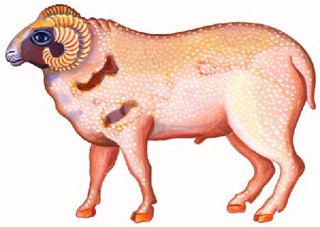 Aries the Ram 1996