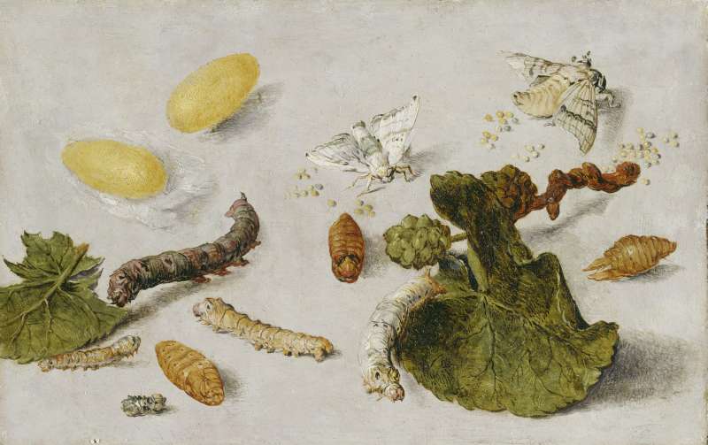 Die Verwandlung der Seidenraupe. von Jan van Kessel