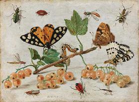 Insekten und Früchte Um 1660-65