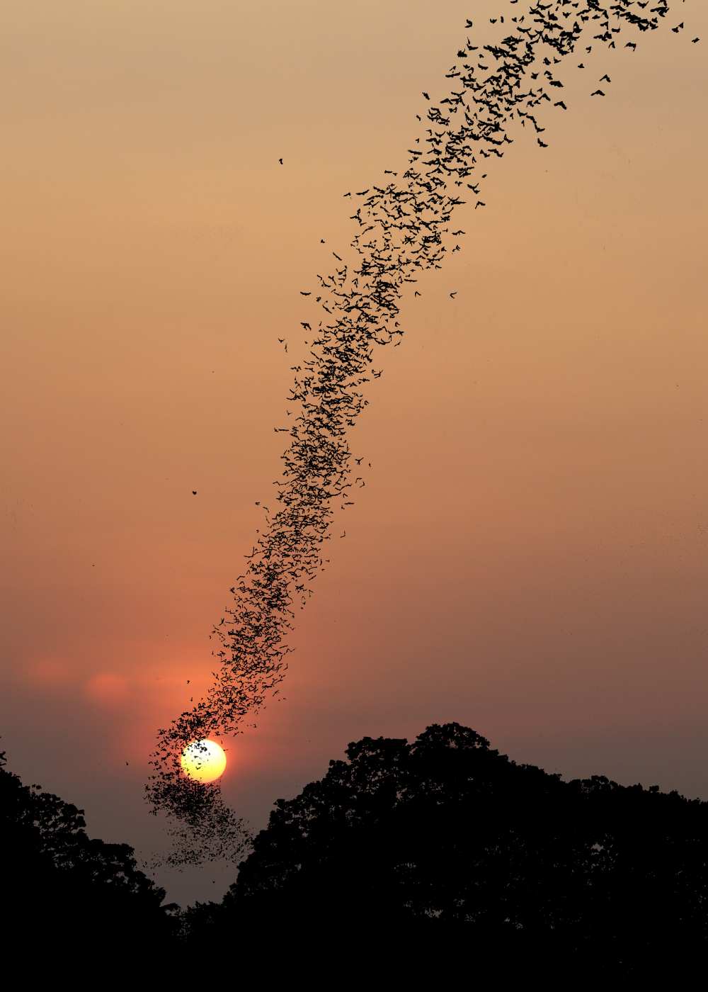 Bat swarm at sunset von Jean De Spiegeleer