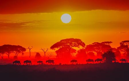 Amboseli-Sonnenaufgang