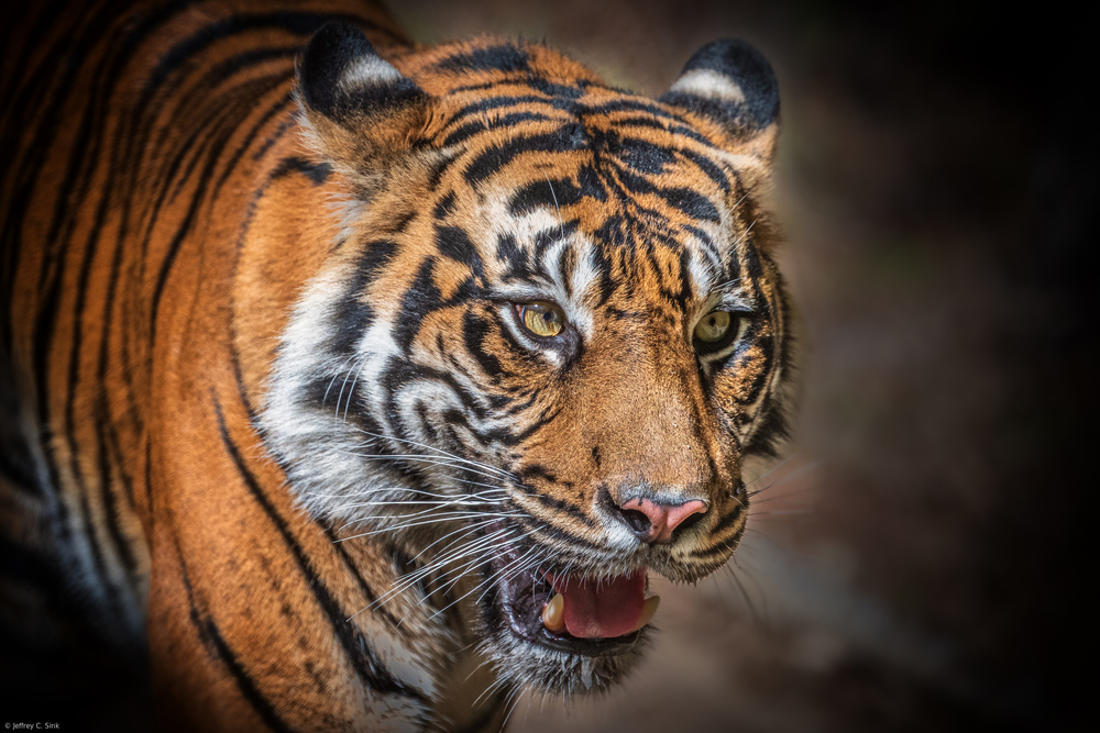 Auge des Tigers von Jeffrey C. Sink