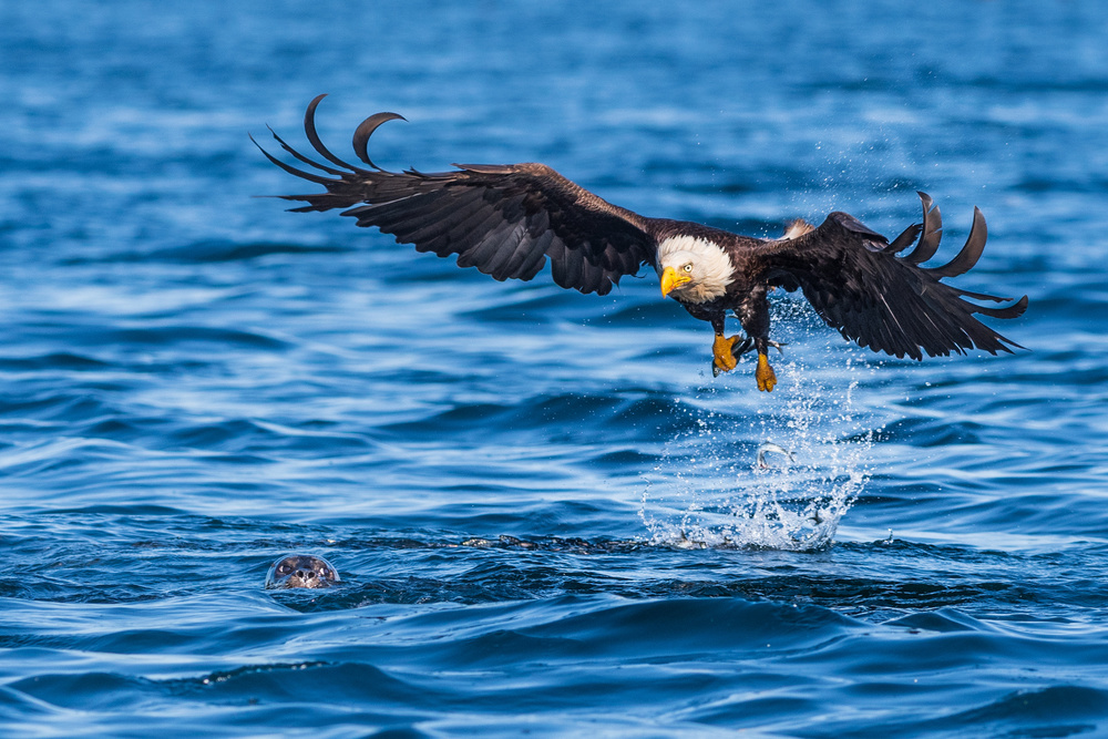 Der Adler und der Seelöwe von Jeffrey C. Sink