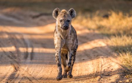 Hyänen können schön sein – irgendwie.
