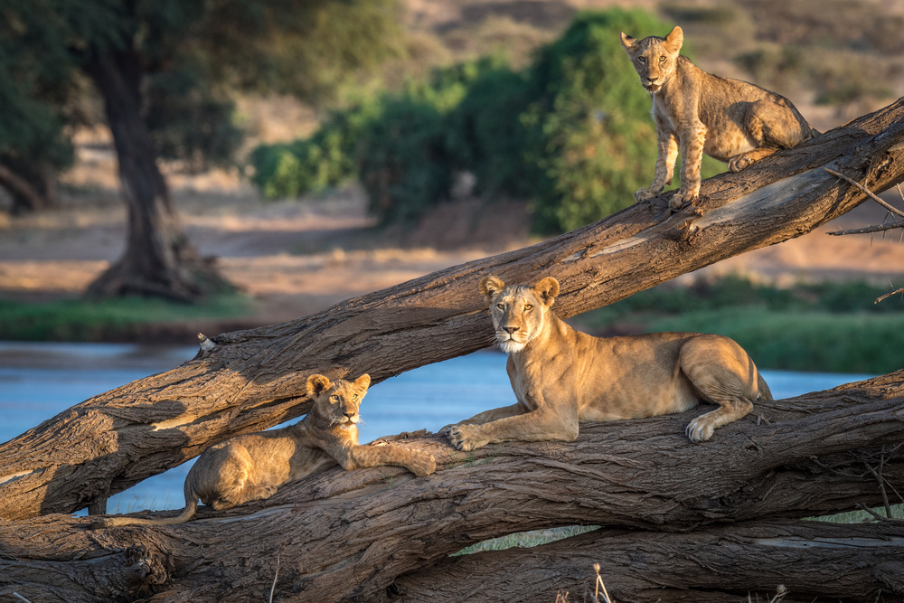 Löwen können nicht auf Bäume klettern von Jeffrey C. Sink