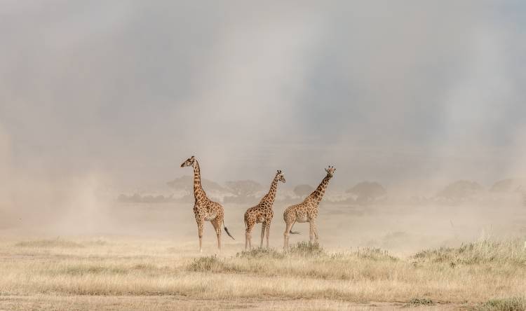 Weathering the Amboseli Dust Devils von Jeffrey C. Sink