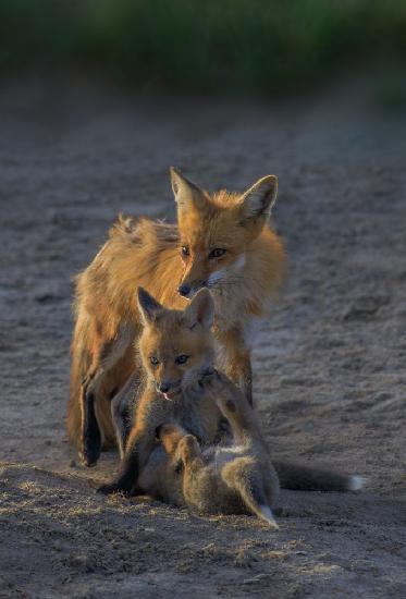 Fuchsmutter und Junges