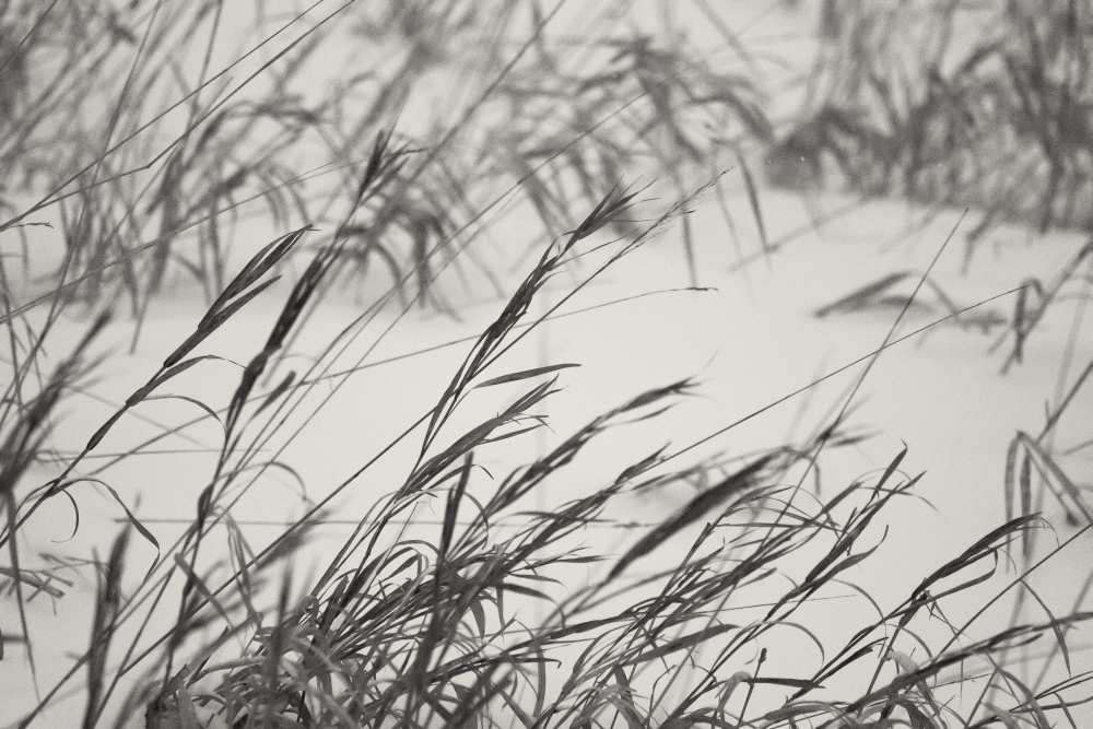 Chilled grass von Jeremy Holthuysen