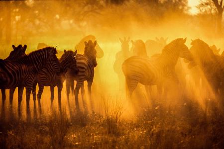 Zebras im frühen Licht – Botswana