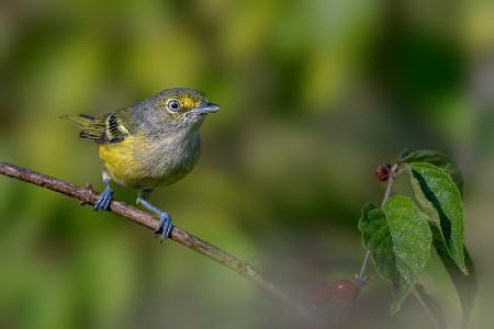 Weißäugiger Vireo