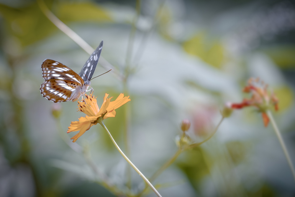 Schmetterling von Jianwen