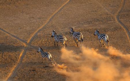 Zebra läuft im Sonnenuntergang