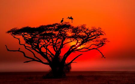 Afrika-Sonnenuntergang