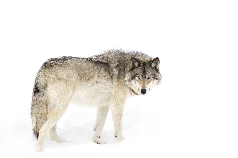 Kanadischer Holzwolf, der durch den Schnee geht von Jim Cumming