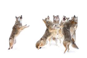 The Choir - Coyotes