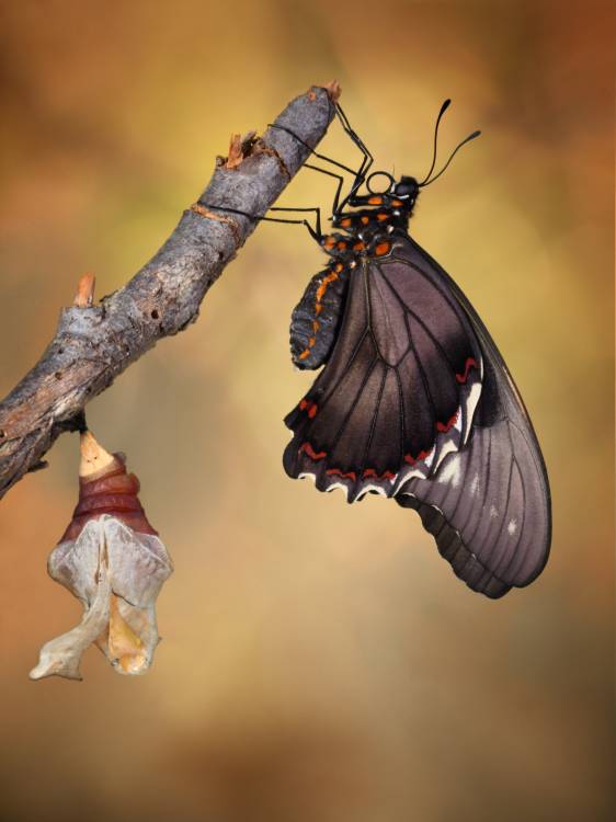 Birth of a swallowtail von Jimmy Hoffman