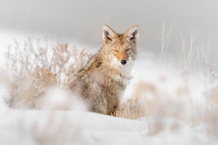 Kojote sitzt auf dem Schnee