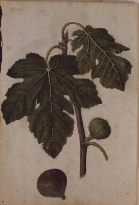 Ficus c.1568