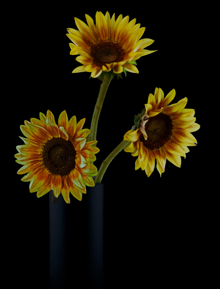 Sonnenblumen im Schatten von jlloydphoto