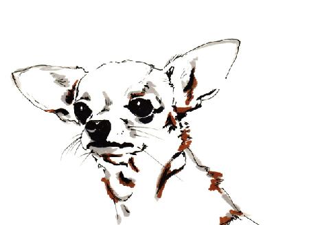 Big Ears the Chihuahua 2012