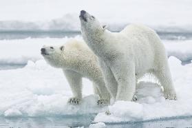 Eisbären, Mutter und Sohn