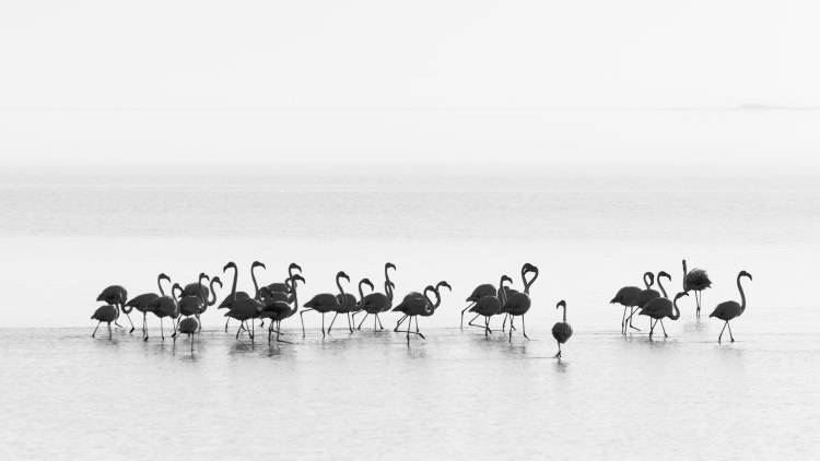 Flamingos von Joan Gil Raga