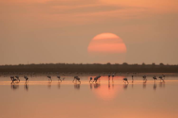Flamingos at Sunrise von Joan Gil Raga