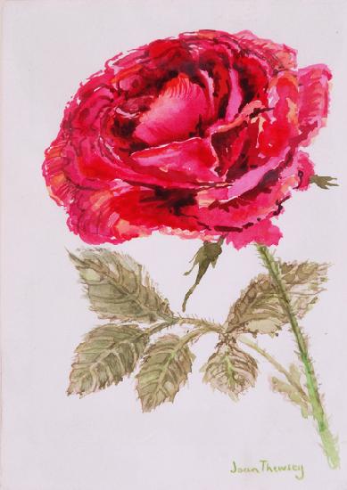 A Red Rose 2000