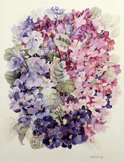 African Violets (w/c)  von Joan  Thewsey