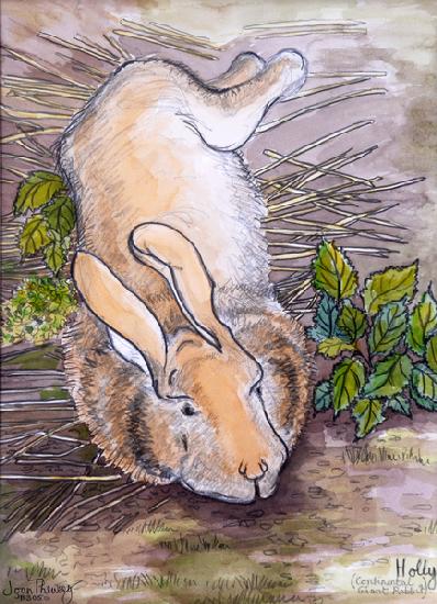 Holly,the Giant Continental Rabbit 2002