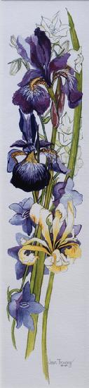 Purple and Yellow Irises with White and Mauve Campanulas 2013