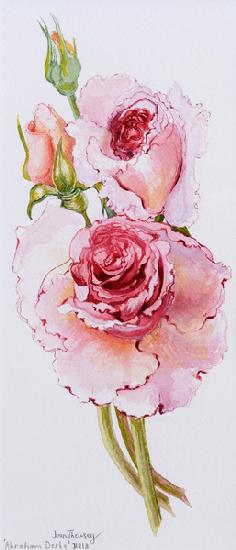 Roses (Abraham Darby) 2010