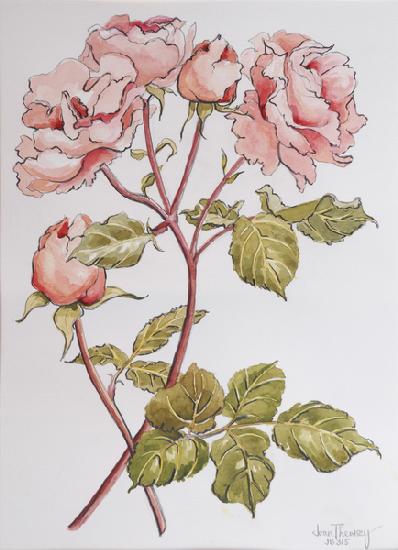Roses,Abraham Darby 2012