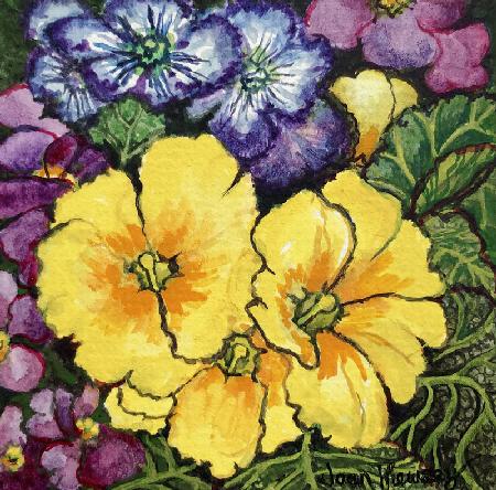 Three Yellow Primroses surrounded by mauve and purple primroses and leaves