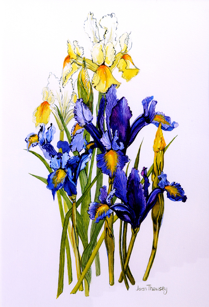 Three Purple and Two Yellow Iris with Buds von Joan  Thewsey