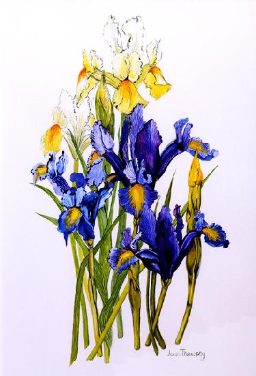 Three Purple and Two Yellow Iris with Buds 2010