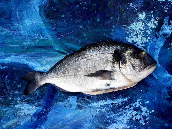 bream, fish, on canvas von jocasta shakespeare