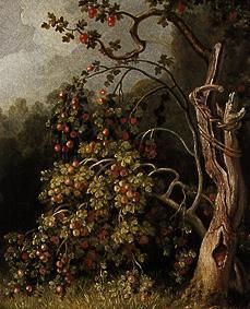 Apfelbaum. von Joh. Heinrich Wilhelm Tischbein