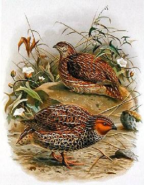 New Zealand Quail, illustration from 'A History of the Birds of New Zealand' by W.L. Buller 1887-88