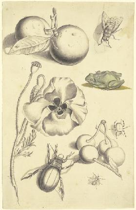 Studienblatt mit einer Mohnblume, Pflaumen, Kirschen, zwei Käfern, einer Fliege, einer Biene und ein