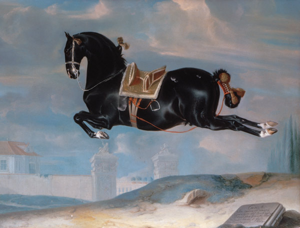 The black horse 'Curioso' performing a Capriole von Johann Georg Hamilton