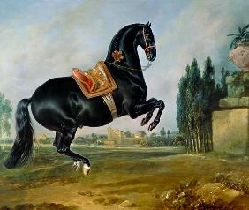 A black horse performing the Courbette, or Croupade
